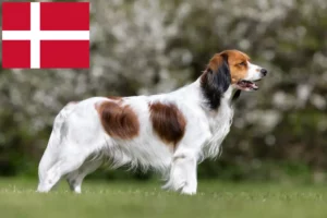 Read more about the article Holenderscy hodowcy i szczenięta Kooikerhondje w Dania