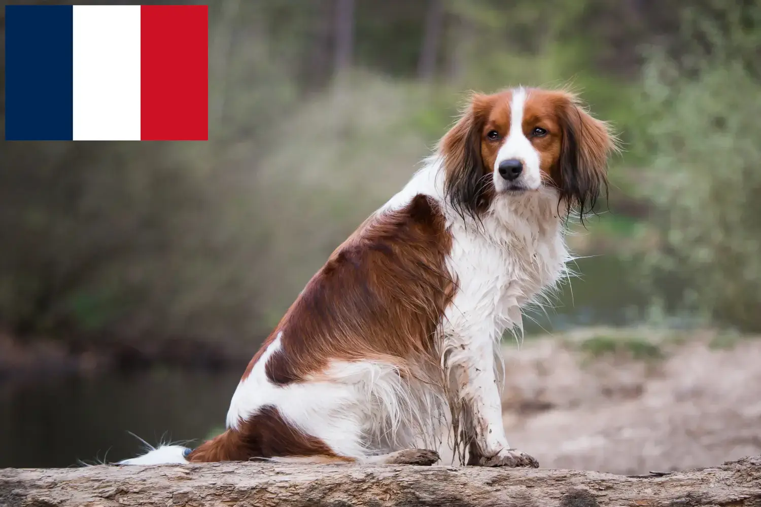 Holenderski Kooikerhondje szczenięta i hodowcy Francja Znajdź hodowców Dutch Kooikerhondje w Francja tutaj.