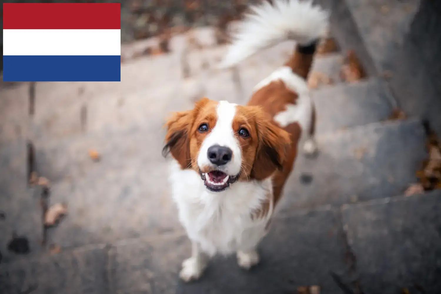 Holenderski Kooikerhondje szczenięta i hodowcy Holandia Znajdź holenderskich hodowców Kooikerhondje w Holandia tutaj.
