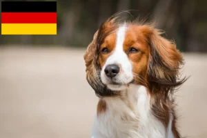 Read more about the article Holenderscy hodowcy i szczenięta Kooikerhondje w Niemcy