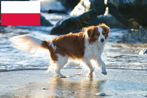 Read more about the article Hodowcy i szczenięta Kooikerhondje holenderski w Polska