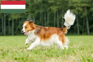 Read more about the article Holenderscy hodowcy i szczenięta Kooikerhondje w Węgry