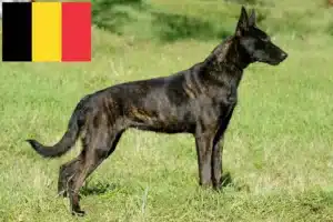 Read more about the article Hodowcy i szczenięta Herdershond holenderski w Belgia