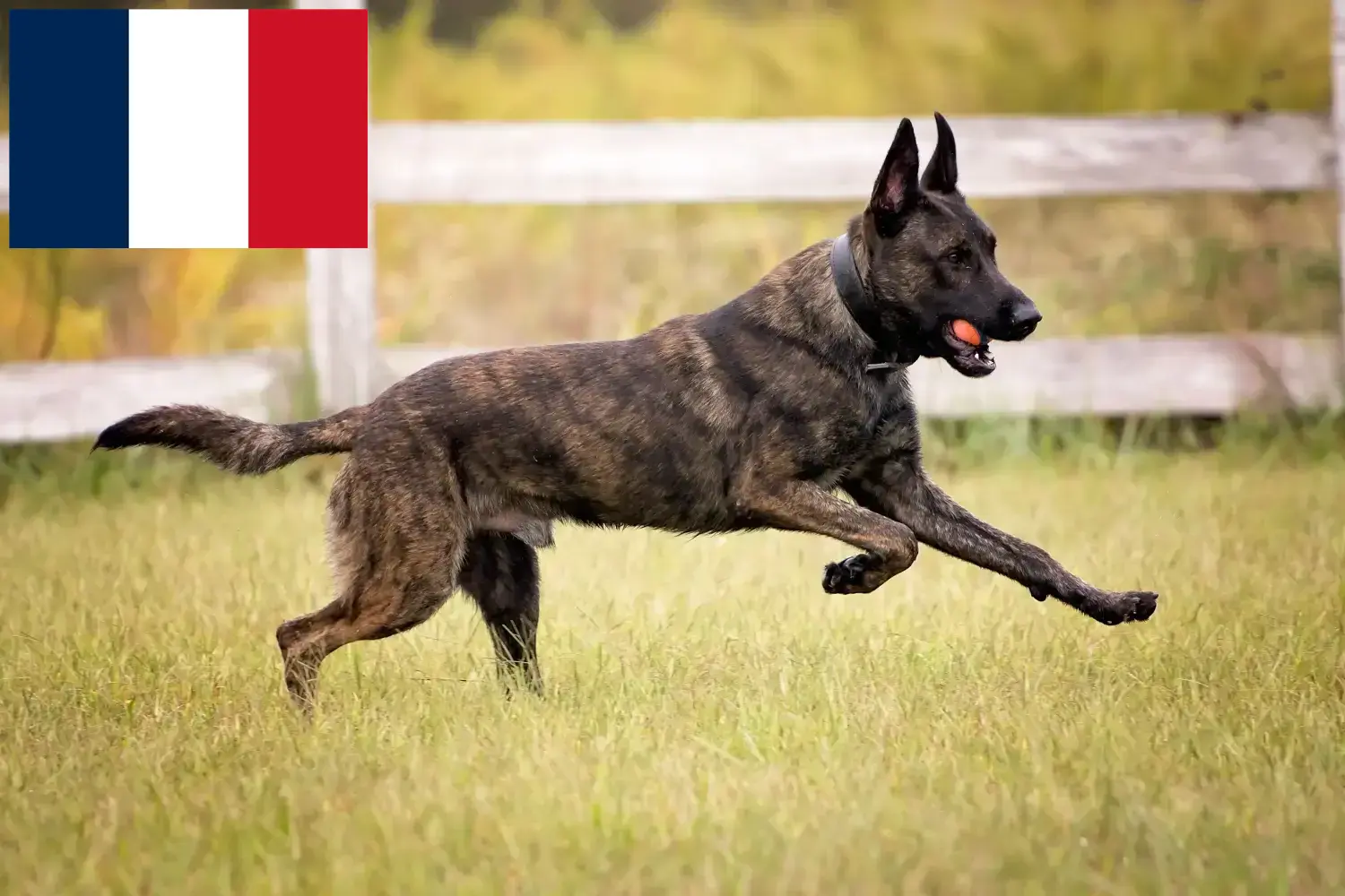 Hollandse Herdershond szczenięta i hodowcy Francja Tutaj znajdziesz hodowców rasy Hollandse herdershonden w Francja.