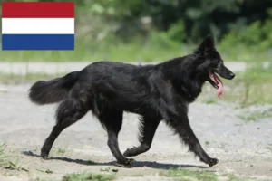 Read more about the article Hodowcy rasy Herdershond holenderski i szczenięta w Holandia
