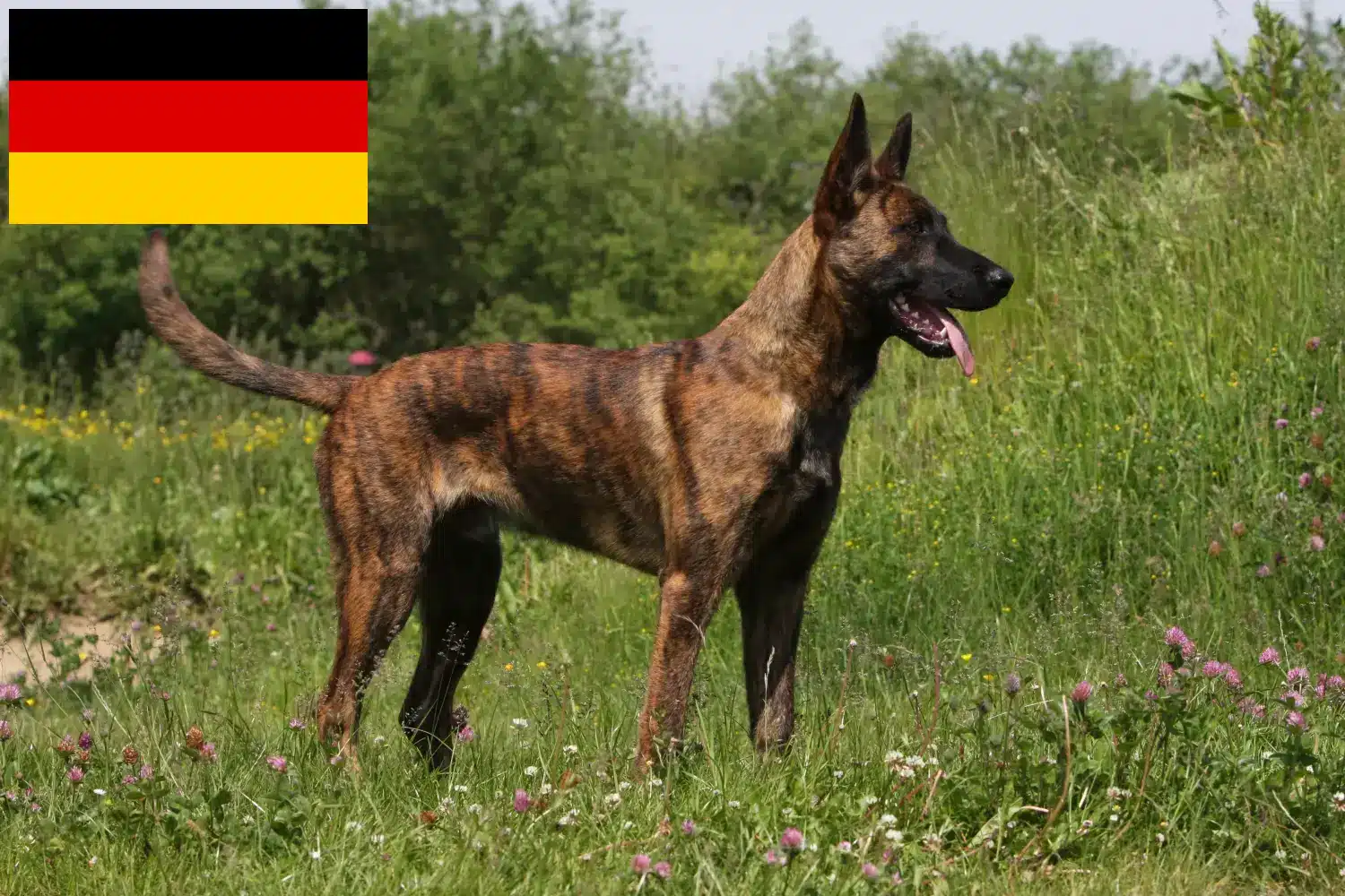 Hollandse Herdershond szczenięta i hodowcy Niemcy Tutaj można znaleźć hodowców Hollandse Herdershonden w Niemcy.