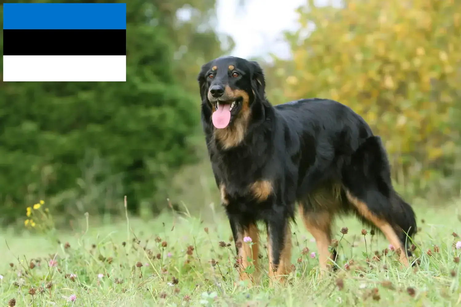 Hovawart szczenięta i hodowcy Estonia Tutaj można znaleźć hodowców Hovawarts w Estonia.