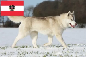 Read more about the article Hodowcy i szczenięta Husky w Austria
