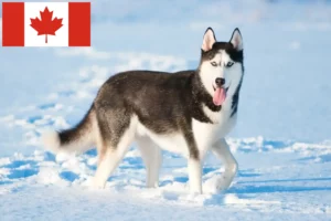 Read more about the article Hodowcy i szczenięta Husky w Kanada