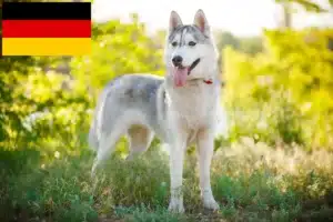 Read more about the article Hodowcy i szczenięta Husky w Niemcy