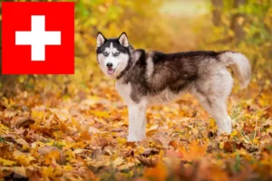 Read more about the article Hodowcy i szczenięta Husky w Szwajcaria