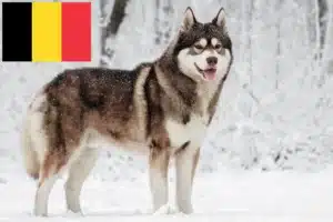 Read more about the article Hodowcy i szczenięta Husky w Belgia