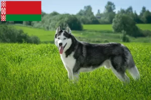 Read more about the article Hodowcy i szczenięta Husky w Białoruś