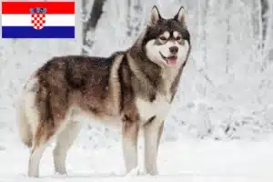 Read more about the article Hodowcy i szczenięta Husky w Chorwacja