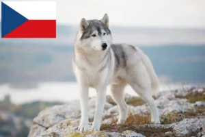 Read more about the article Hodowcy i szczenięta Husky w Czechy