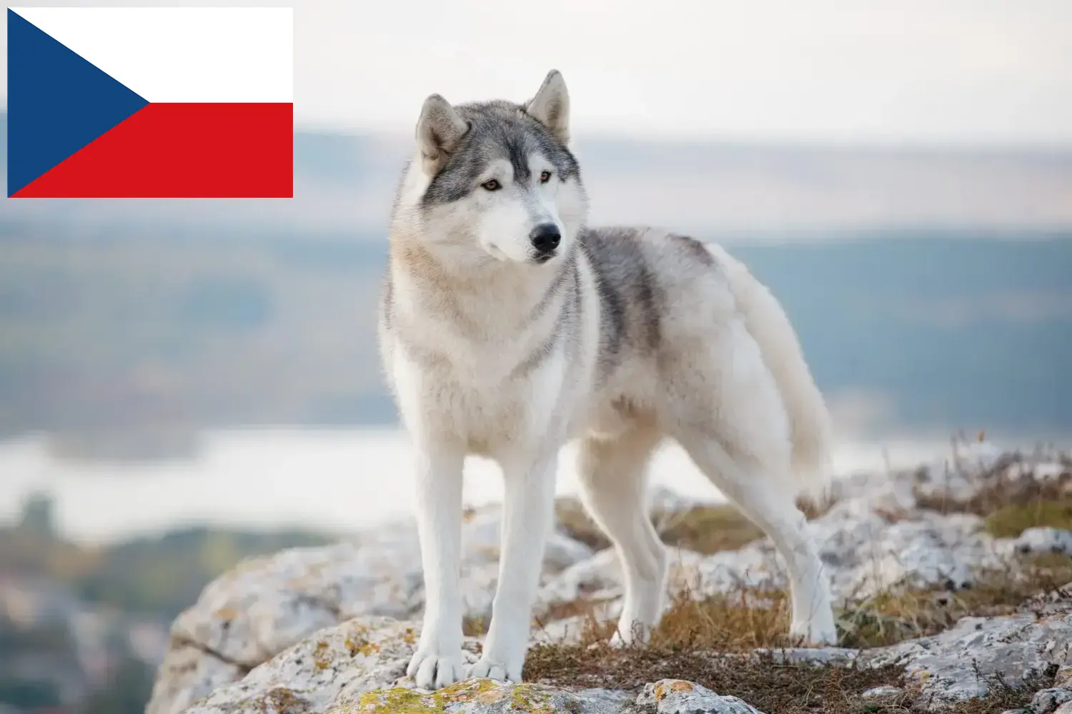 Read more about the article Hodowcy i szczenięta Husky w Czechy