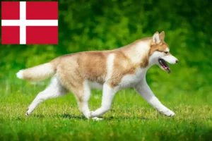 Read more about the article Hodowcy i szczenięta Husky w Dania