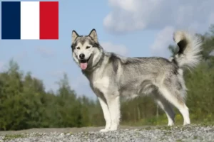 Read more about the article Hodowcy i szczenięta Husky w Francja