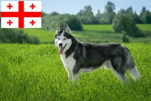 Read more about the article Hodowcy i szczenięta Husky w Georgia