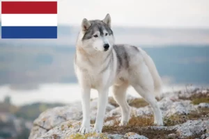 Read more about the article Hodowcy i szczenięta Husky w Holandia