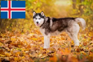 Read more about the article Hodowcy i szczenięta Husky w Islandia