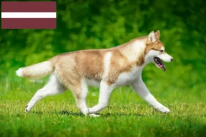 Read more about the article Hodowcy i szczenięta Husky w Łotwa