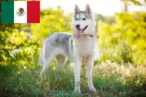 Read more about the article Hodowcy i szczenięta Husky w Meksyk