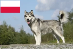 Read more about the article Hodowcy i szczenięta Husky w Polska