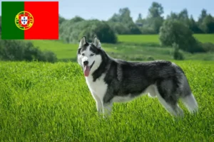 Read more about the article Hodowcy i szczenięta Husky w Portugalia
