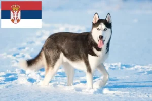Read more about the article Hodowcy i szczenięta Husky w Serbia