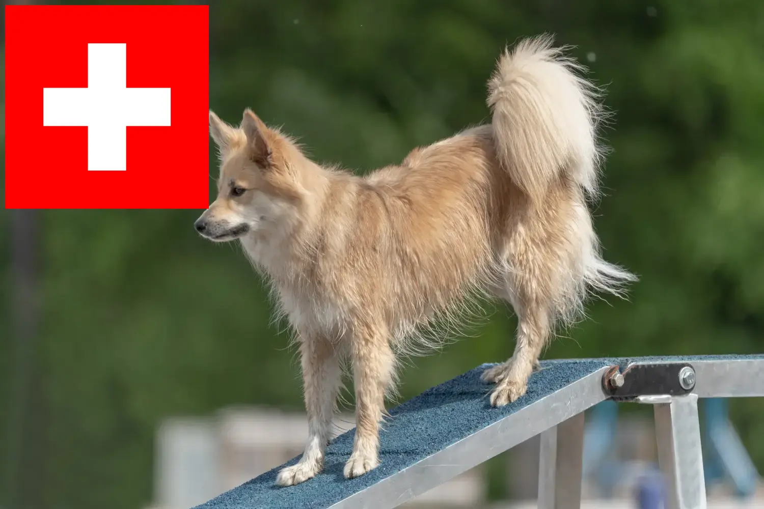 Szczenięta i hodowcy psów islandzkich Szwajcaria Tutaj znajdziesz hodowców psów islandzkich w Szwajcaria.