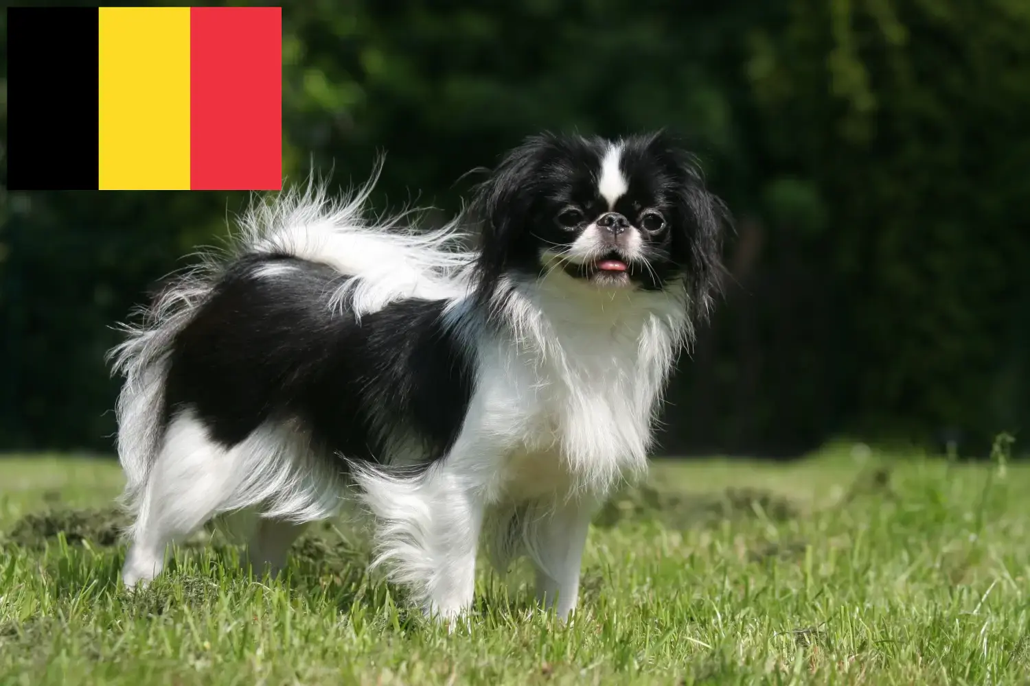 Japonia Chiny szczenięta i hodowcy Belgia Tutaj znajdziesz hodowców Japan chins w Belgia.