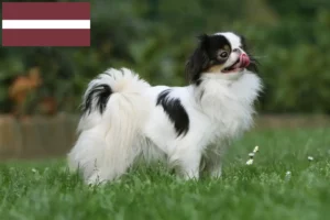 Read more about the article Hodowcy i szczenięta Chiński japoński w Łotwa