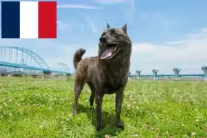 Read more about the article Hodowca i szczenięta Kai w Francja