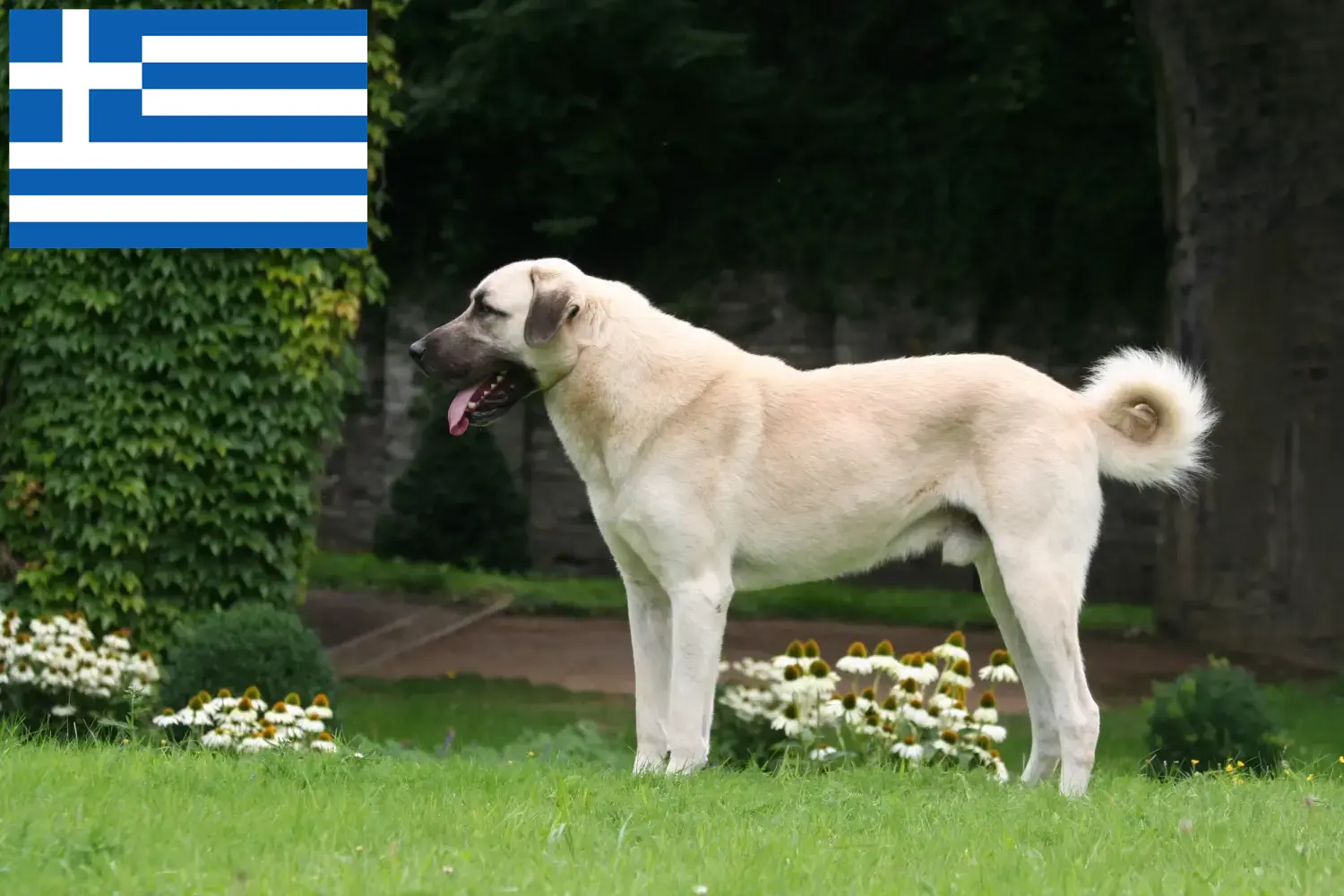 Kangal szczenięta i hodowcy Grecja Tutaj znajdziesz hodowców rasy Kangal w Grecja.