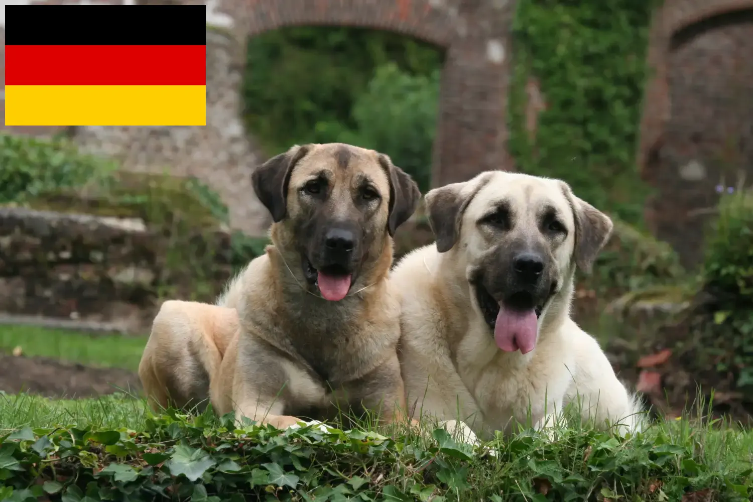 Read more about the article Hodowcy i szczenięta Kangal w Niemcy
