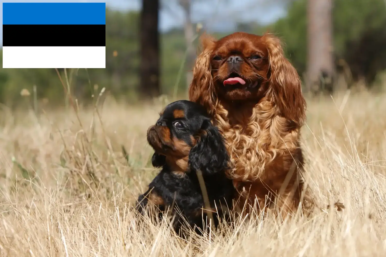 Read more about the article King Charles Spaniel hodowcy i szczenięta w Estonia