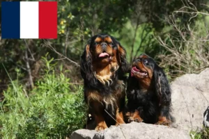 Read more about the article King Charles Spaniel hodowcy i szczenięta w Francja