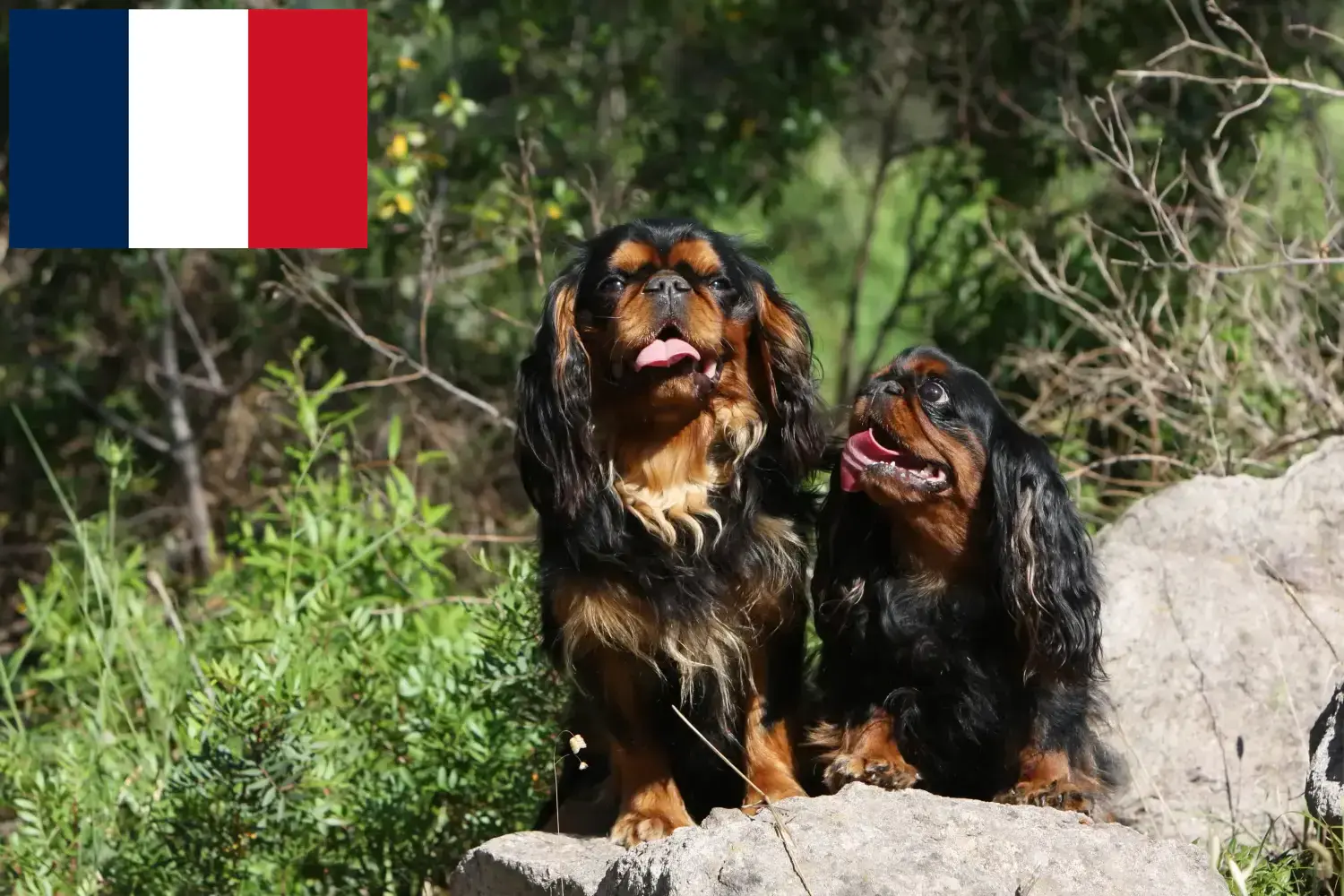 Read more about the article King Charles Spaniel hodowcy i szczenięta w Francja