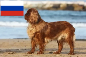 Read more about the article King Charles Spaniel hodowcy i szczenięta w Rosja
