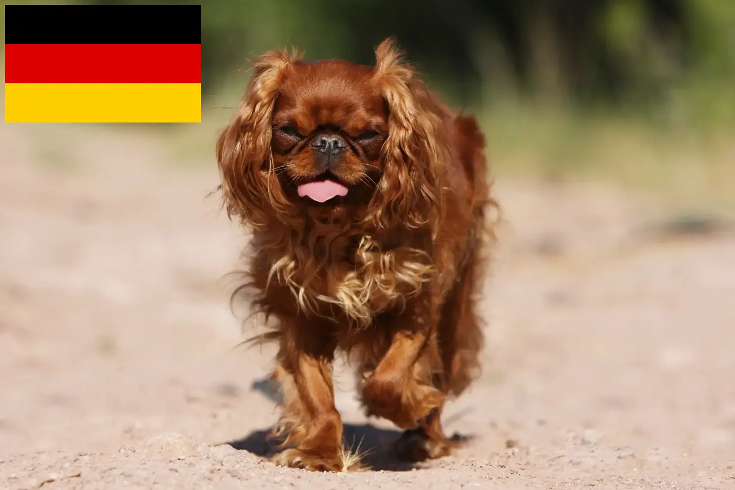 Read more about the article King Charles Spaniel hodowcy i szczenięta w Niemcy