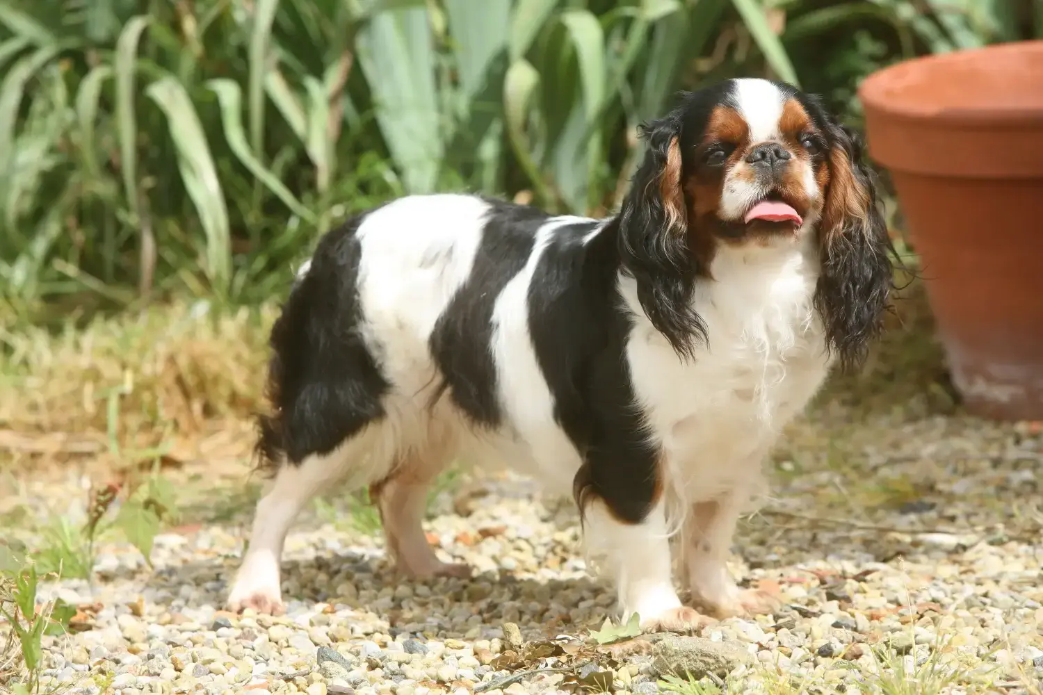 Read more about the article King Charles Spaniel – hodowca