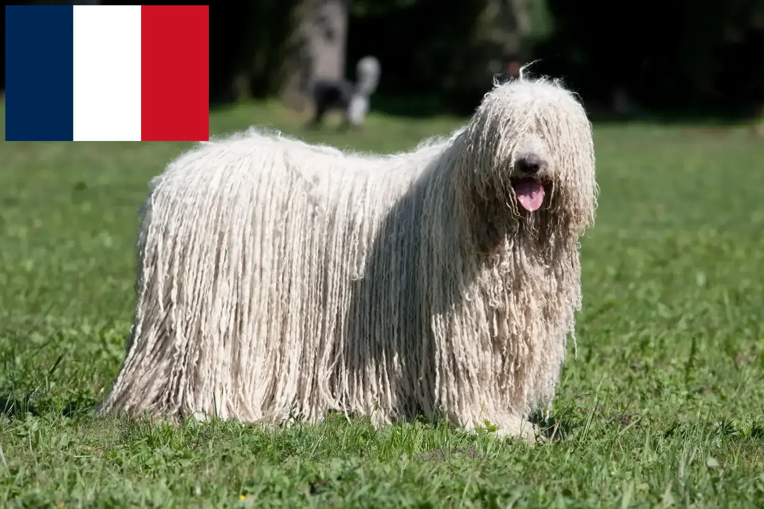 Komondor szczenięta i hodowcy Francja Tutaj znajdziesz hodowców rasy Komondore w Francja.