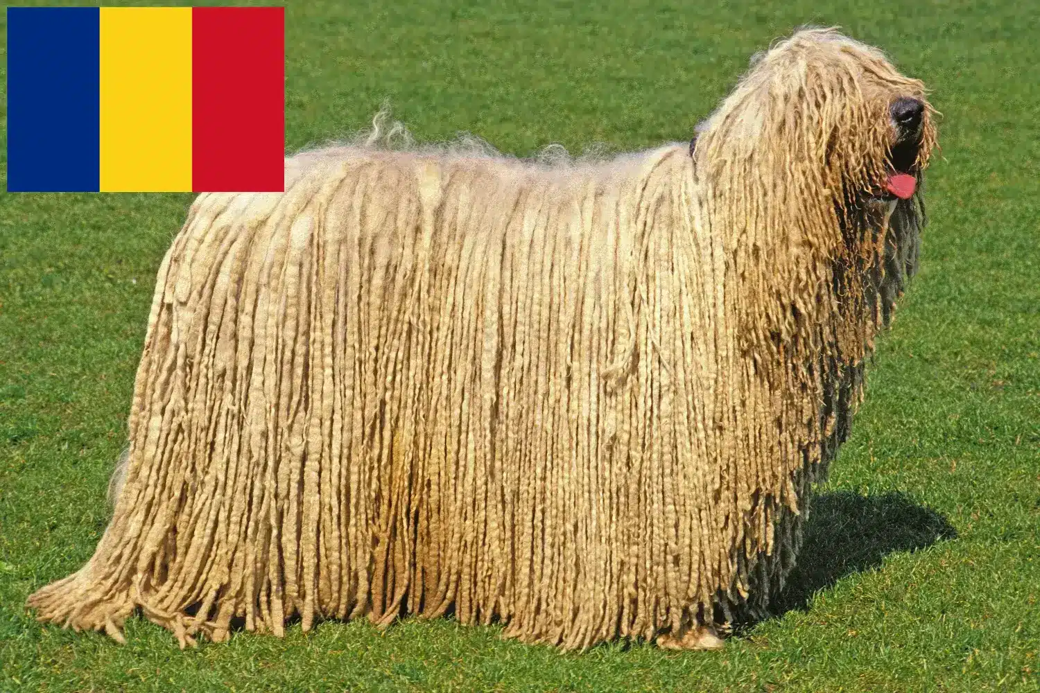 Komondor szczenięta i hodowcy Rumunia Tutaj można znaleźć hodowców Komondore w Rumunia.
