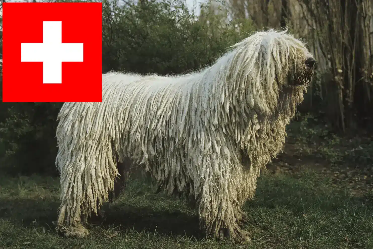 Komondor szczenięta i hodowcy Szwajcaria Tutaj znajdziesz hodowców rasy Komondore w Szwajcaria.