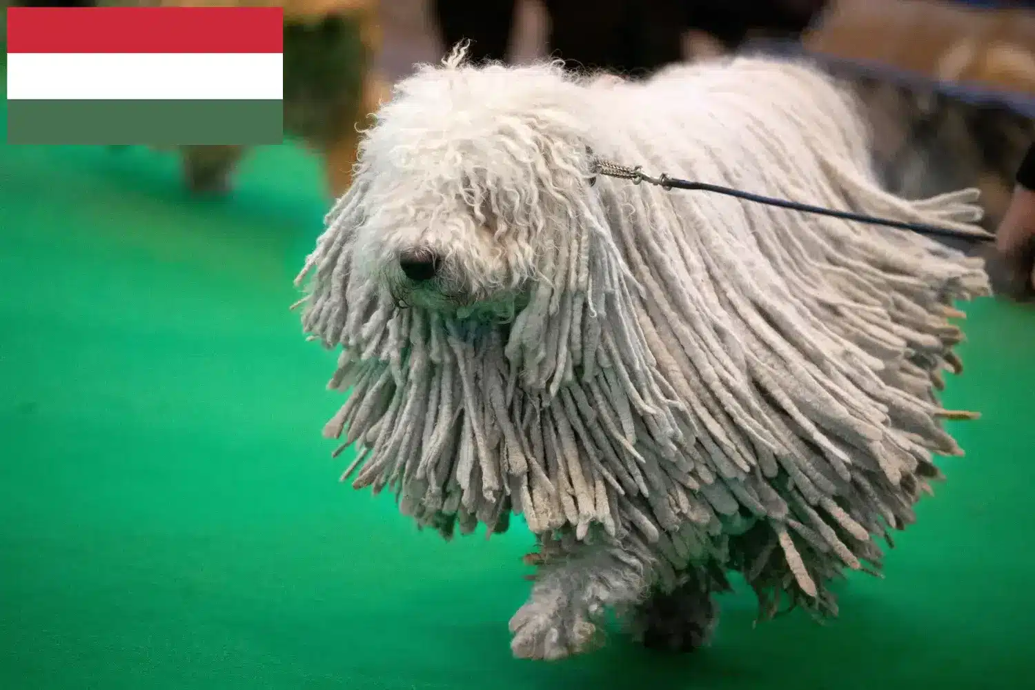 Komondor szczenięta i hodowcy Węgry Tutaj można znaleźć hodowców Komondore w Węgry.