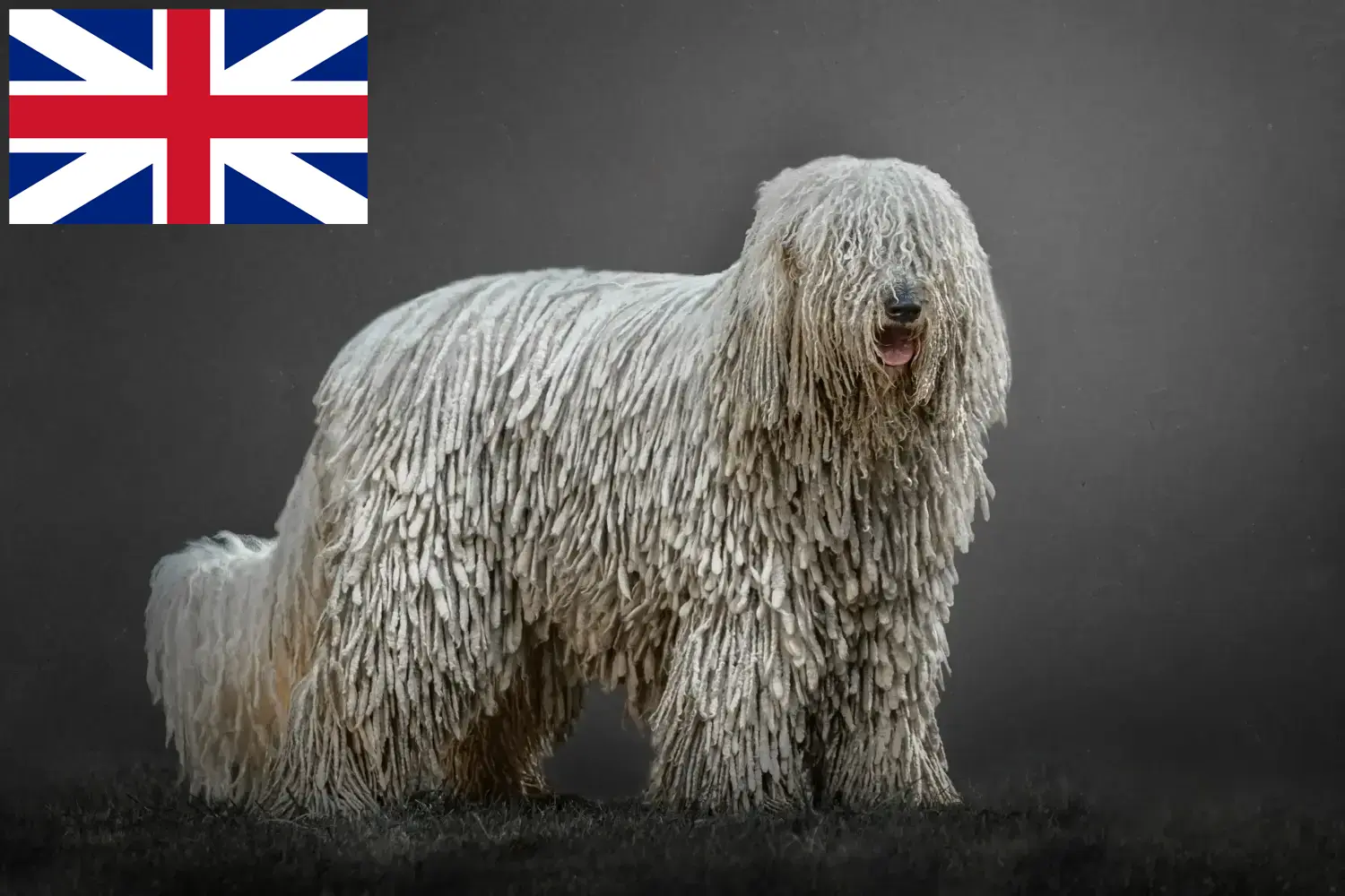 Komondor szczenięta i hodowcy Wielka Brytania Tutaj znajdziesz hodowców rasy Komondore w Wielka Brytania.