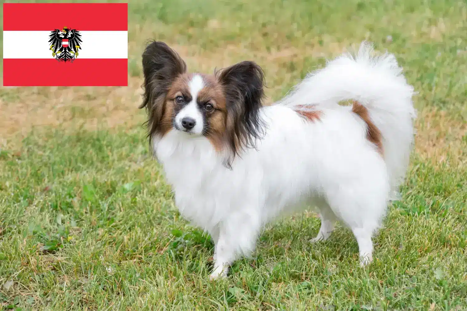Read more about the article Hodowcy spanieli karłowatych kontynentalnych i szczenięta w Austria