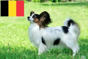 Read more about the article Kontynentalny spaniel karłowaty hodowca i szczenięta w Belgia
