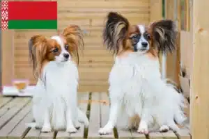 Read more about the article Hodowca spanieli karłowatych kontynentalnych i szczenięta na Białorusi